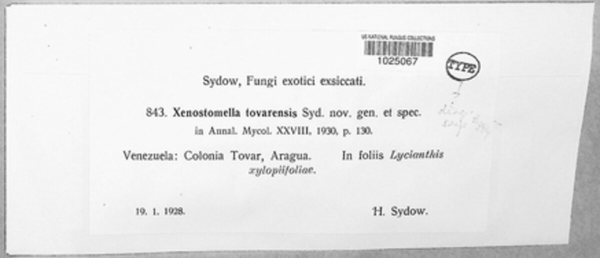 Xenostomella tovarensis image